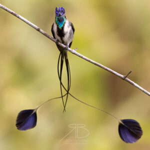 Marvelous Spatuletail-peru