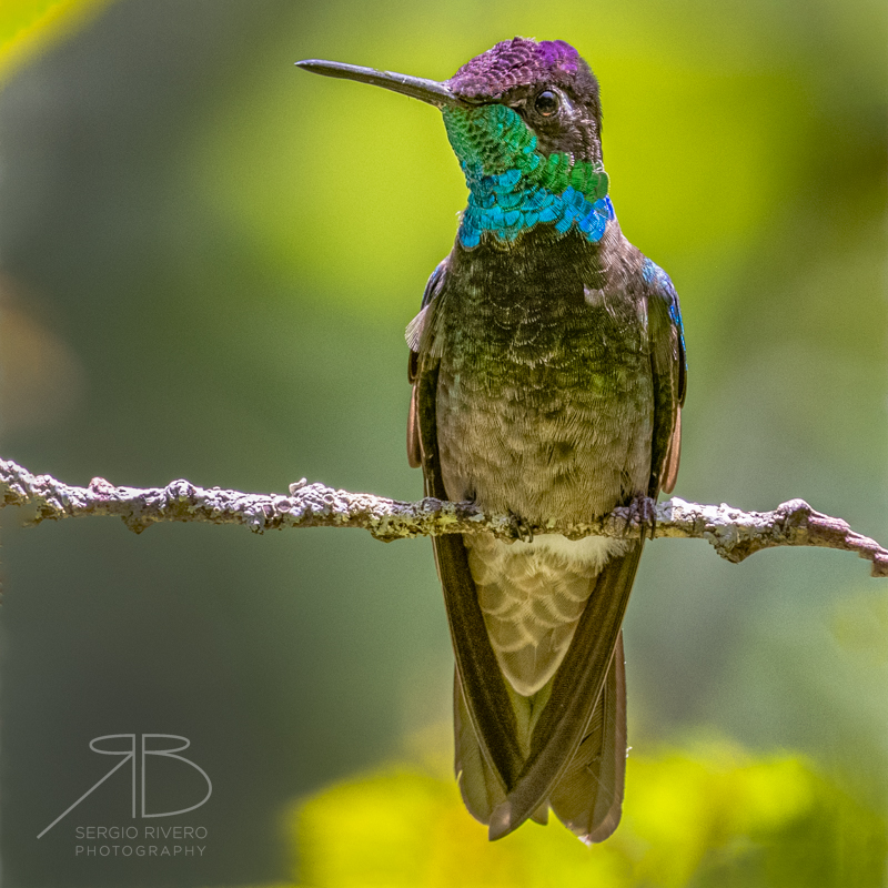 P 10. Rivoli's Hummingbird