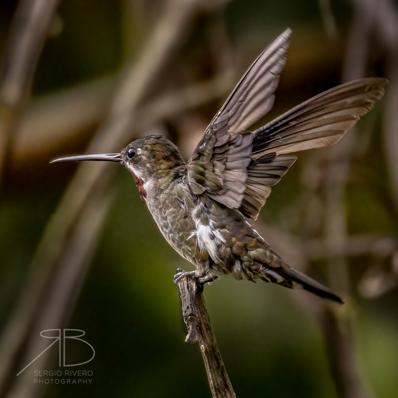 P 11. Long-billed Starthroat