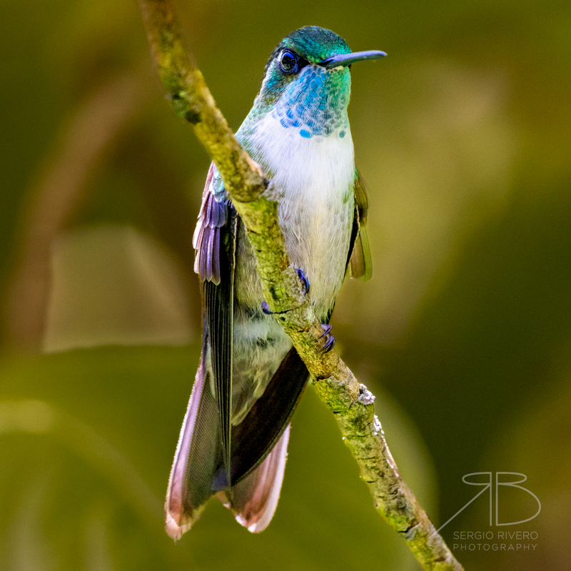 P 13. Green-throated Mountain-gem