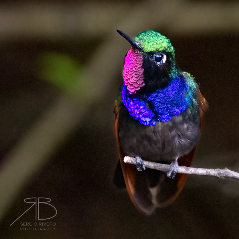 P 16. Garnet-throated Hummingbird