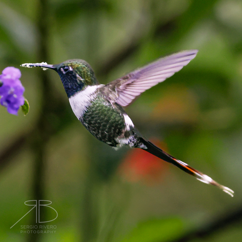 P 19. Sparkling-tailed Hummingbird