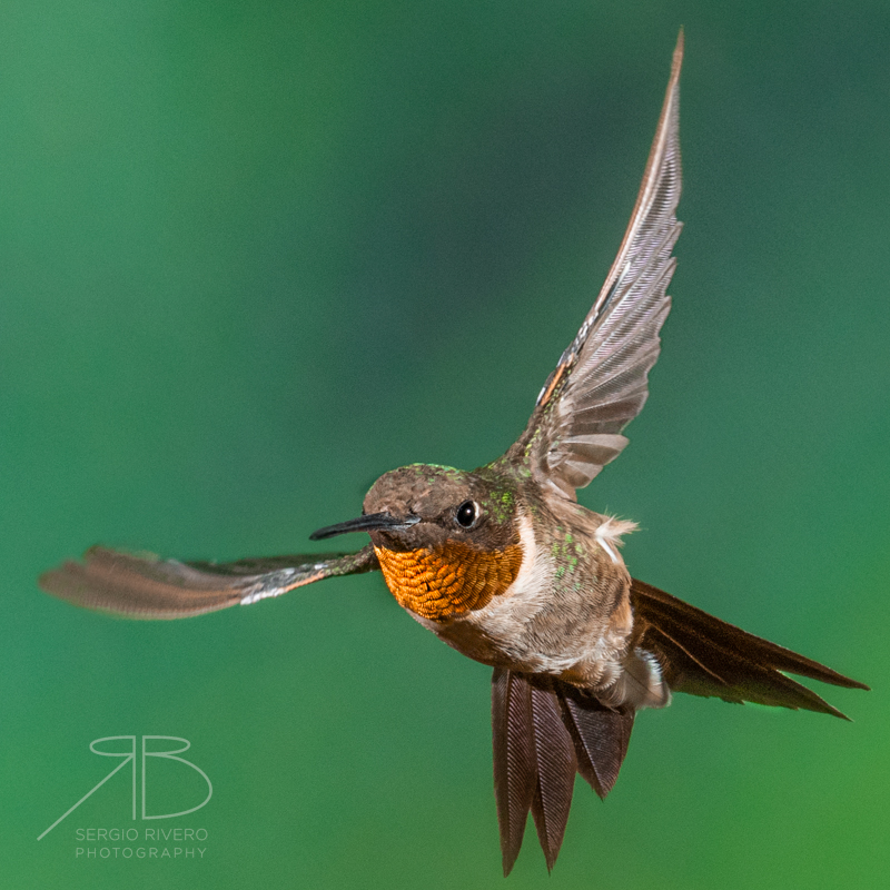 P 22. Ruby-throated Hummingbird