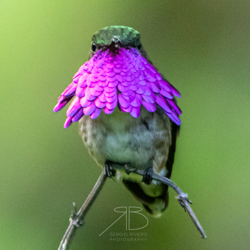 P 27. Wine-throated Hummingbird