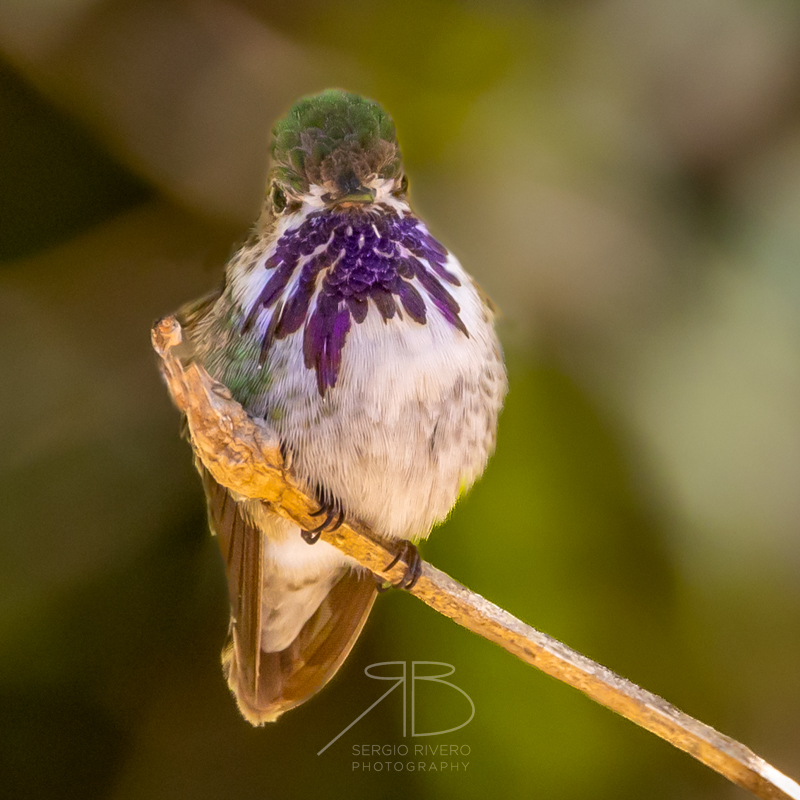 P 31. Calliope Hummingbird