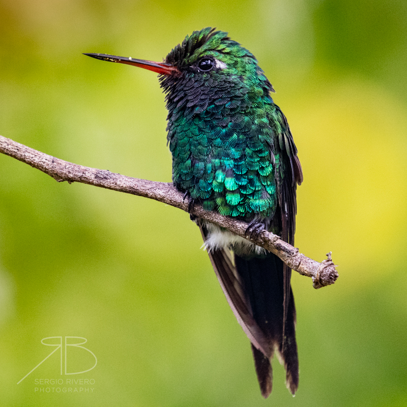 P 32. Golden-crowned Emerald