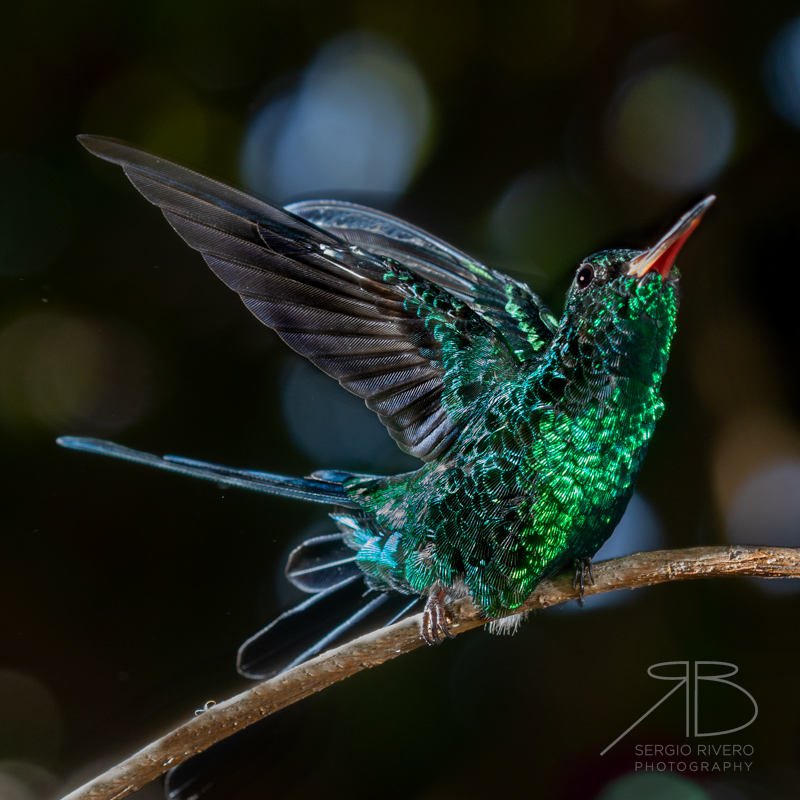 P 33. Cozumel Emerald