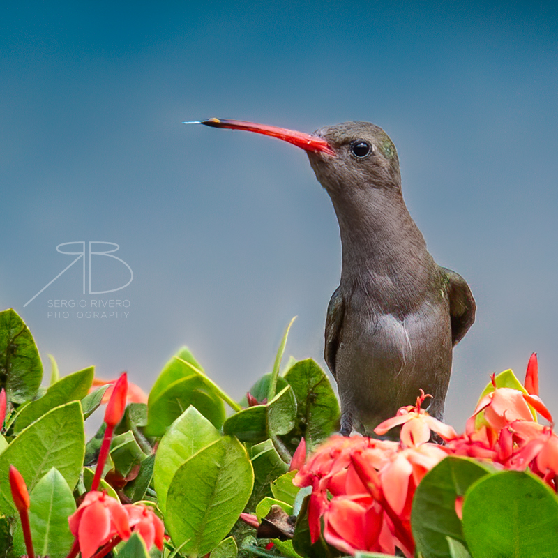 P 35. Dusky Hummingbird