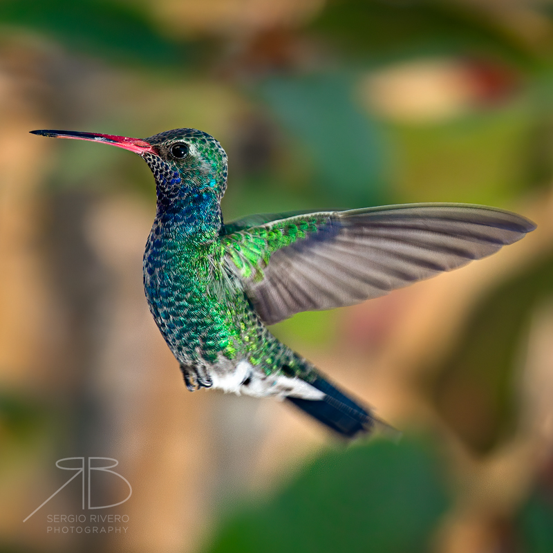 P 36. Broad-billed Hummingbird