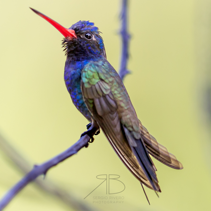 P 38. Turquoise-crowned Hummingbird