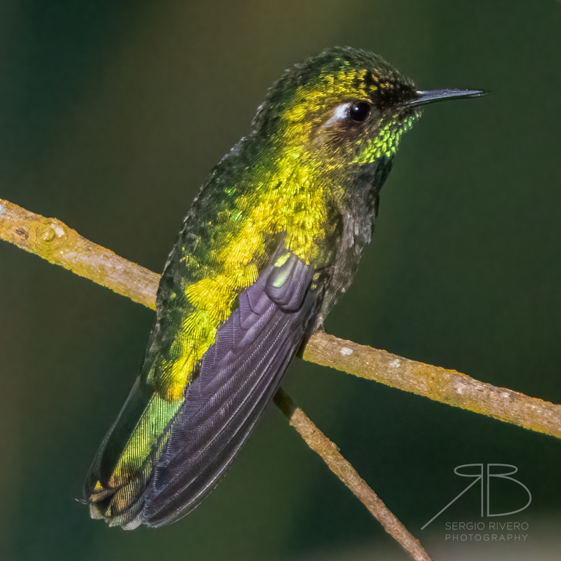 P 39. Emerald-chinned Hummingbird