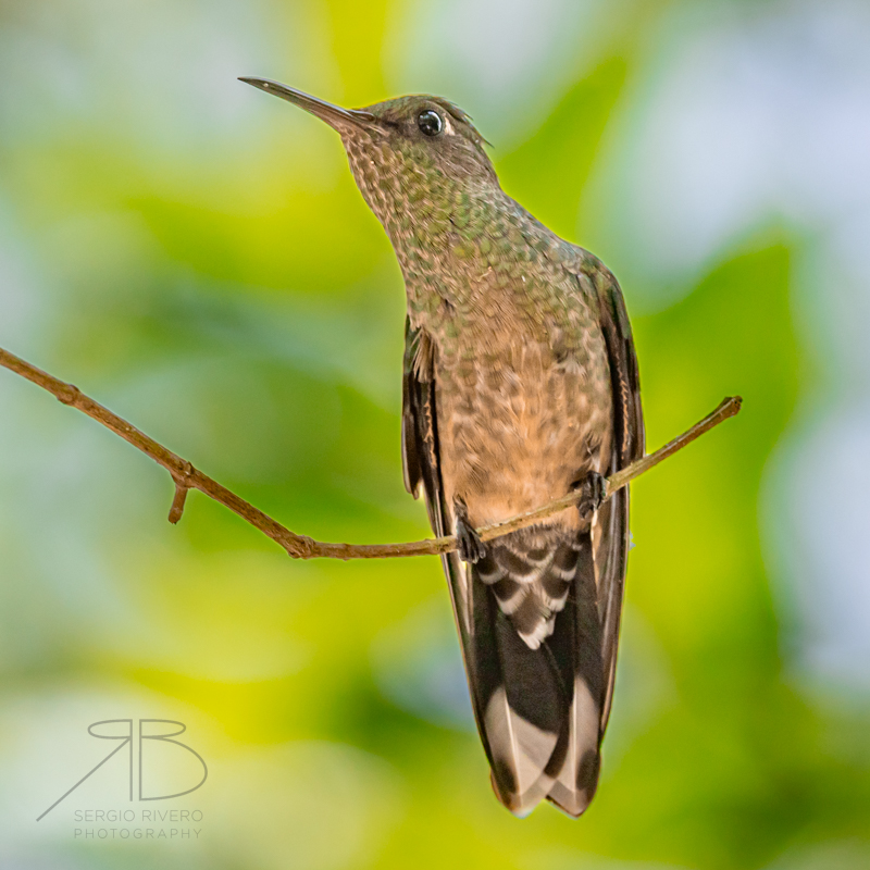 P 40. Scaly-breasted Hummingbird