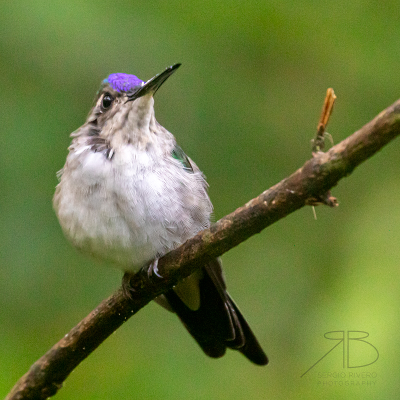 P 41. Wedge-tailed Hummingbird