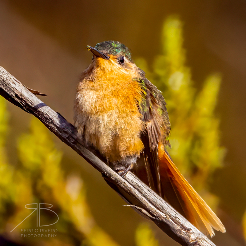 P 42. Rufous Sabrewing