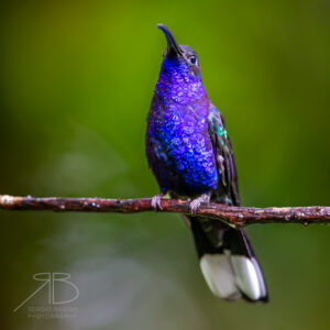 P 43. Violet Sabrewing