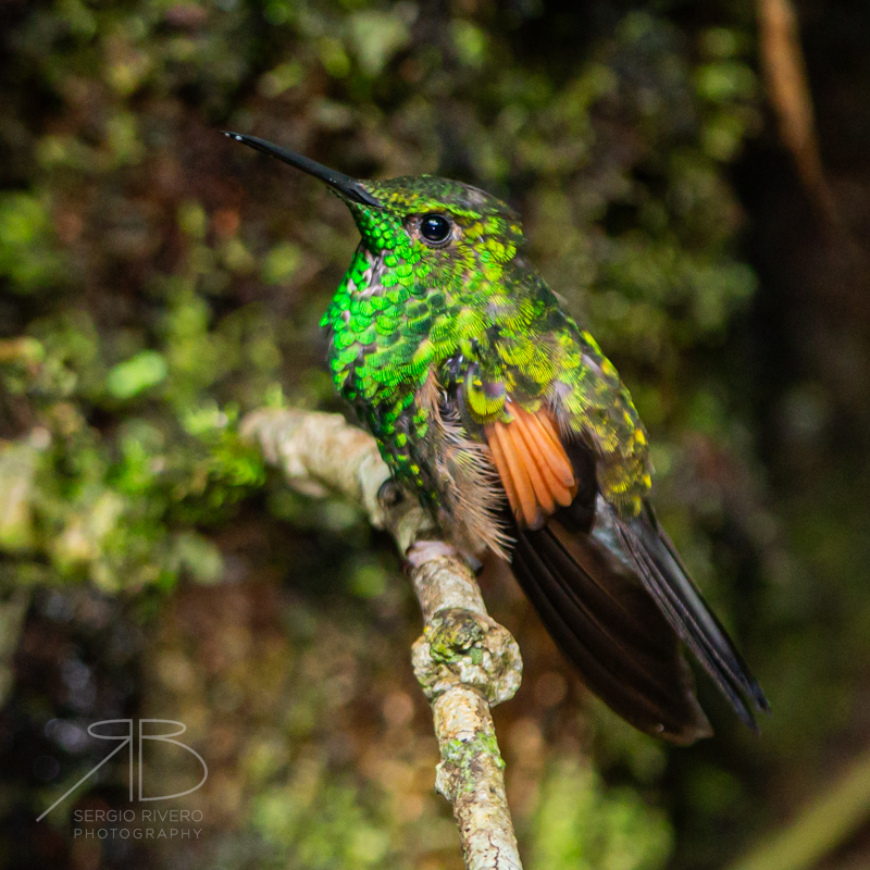 P 44. Stripe-tailed Hummingbird