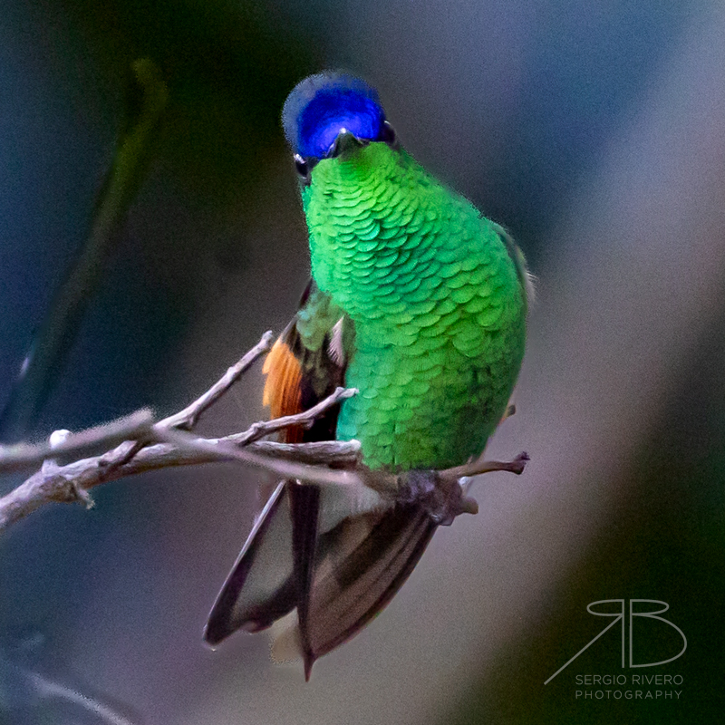 P 45. Blue-capped Hummingbird