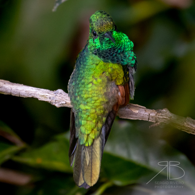 P 46. White-tailed Hummingbird