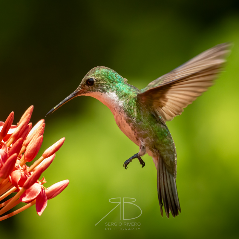 P 48. White-bellied Emerald