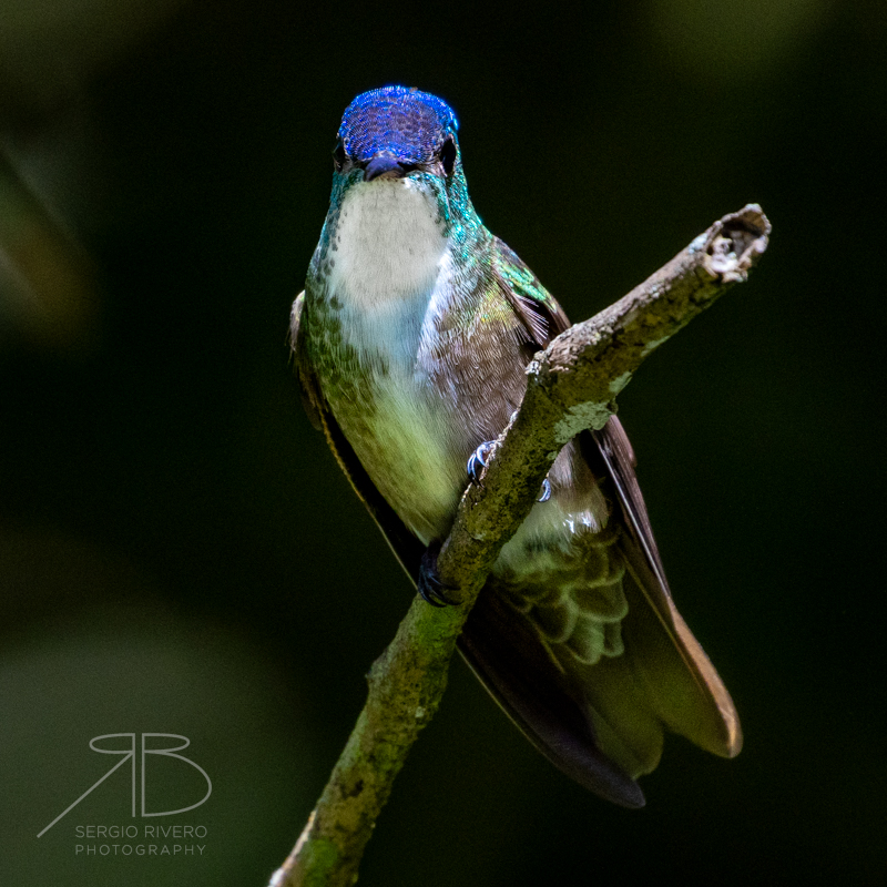 P 49. Azure-crowned Hummingbird