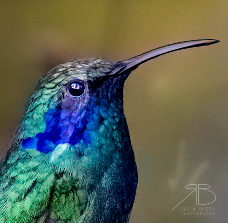 P 5. Mexican Violetear