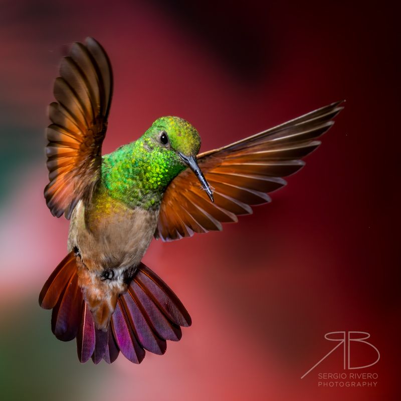 P 50. Berylline Hummingbird