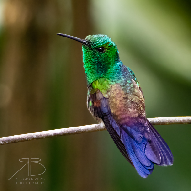 P 51. Blue-tailed Hummingbird