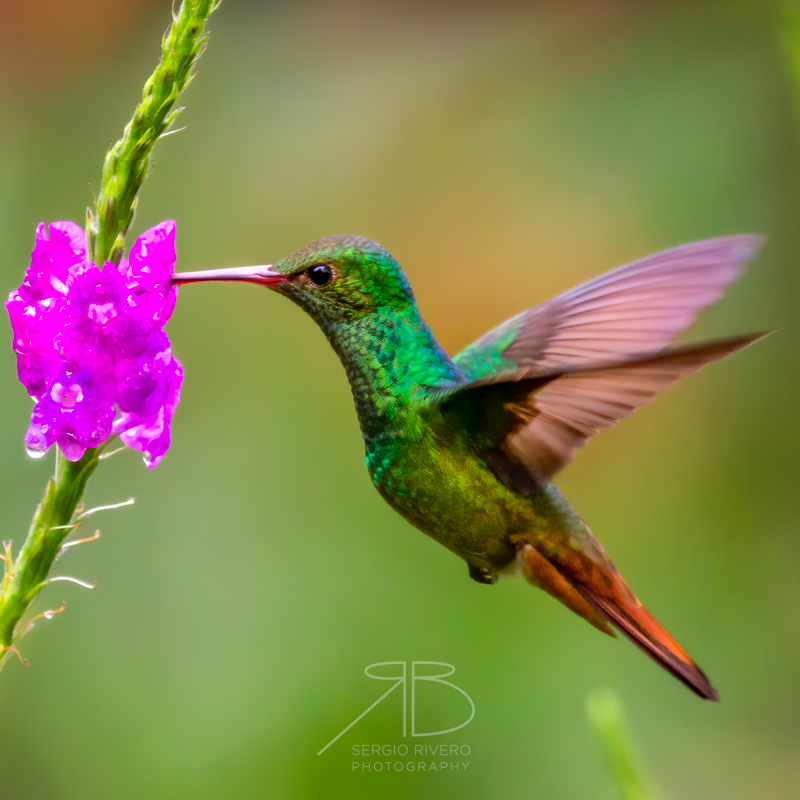 P 52. Rufous-tailed Hummingbird