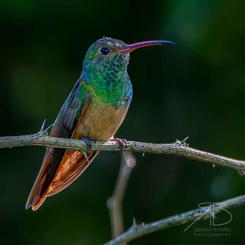 P 53. Buff-bellied Hummingbird