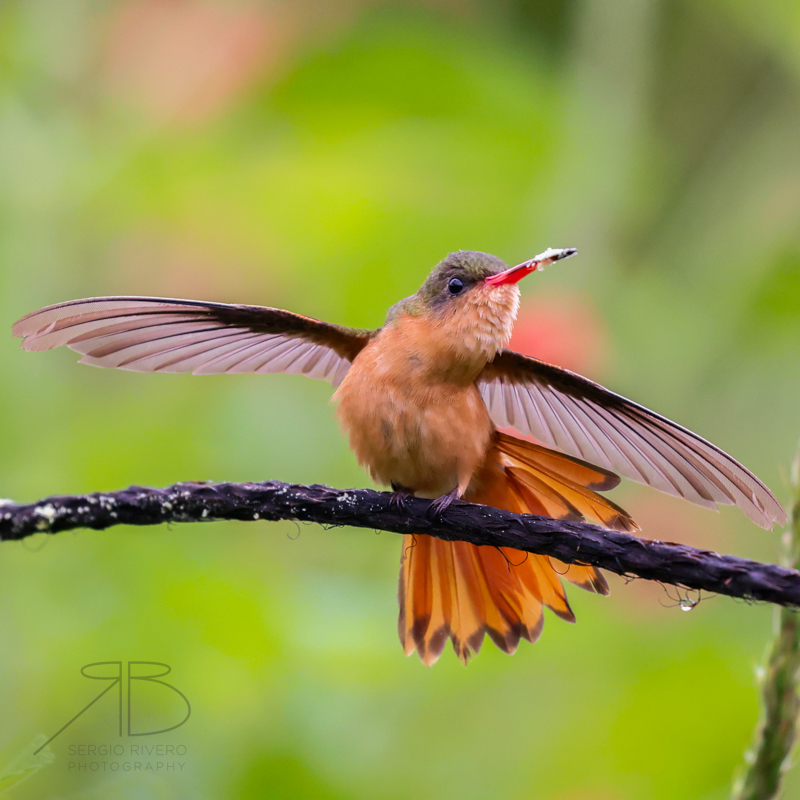 P 54. Cinnamon Hummingbird