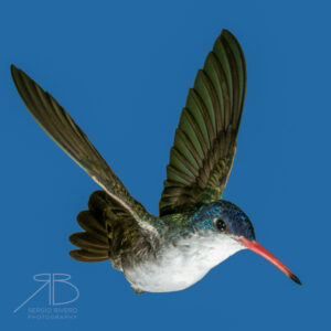 P 55. Violet-crowned Hummingbird