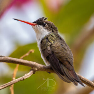 P 56. Green-fronted Hummingbird