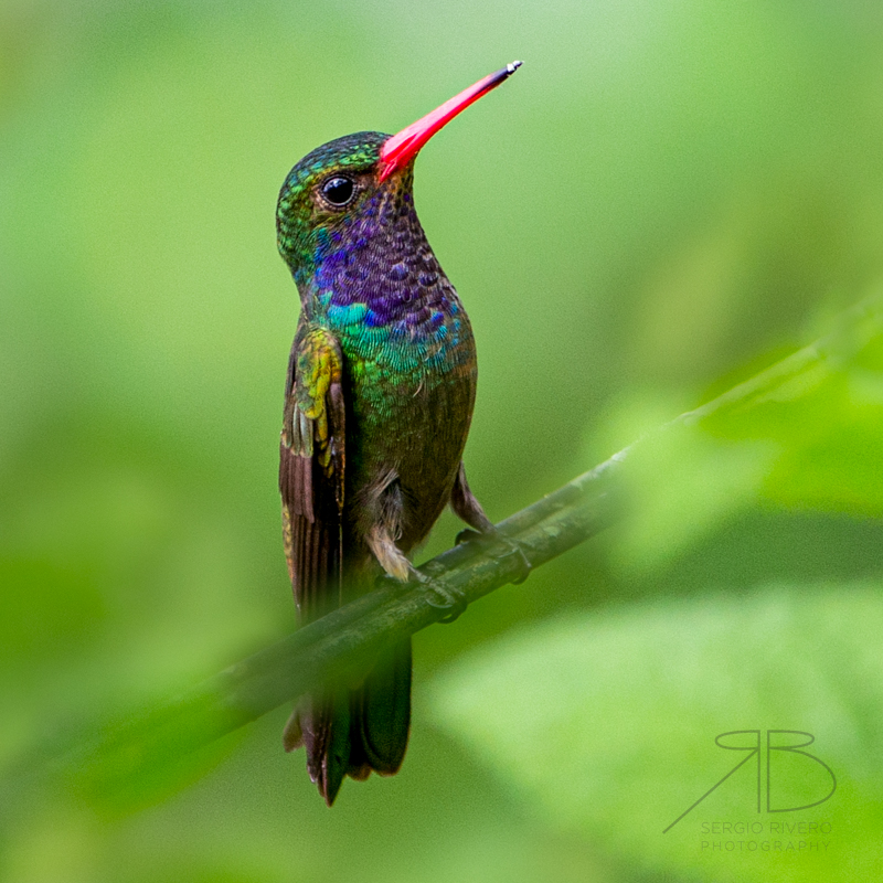 57. Blue-throated Goldentail