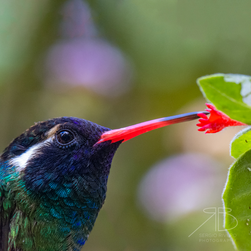 P 58. White-eared Hummingbird