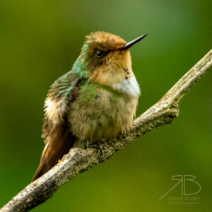 P 8. Short-crested Coquette