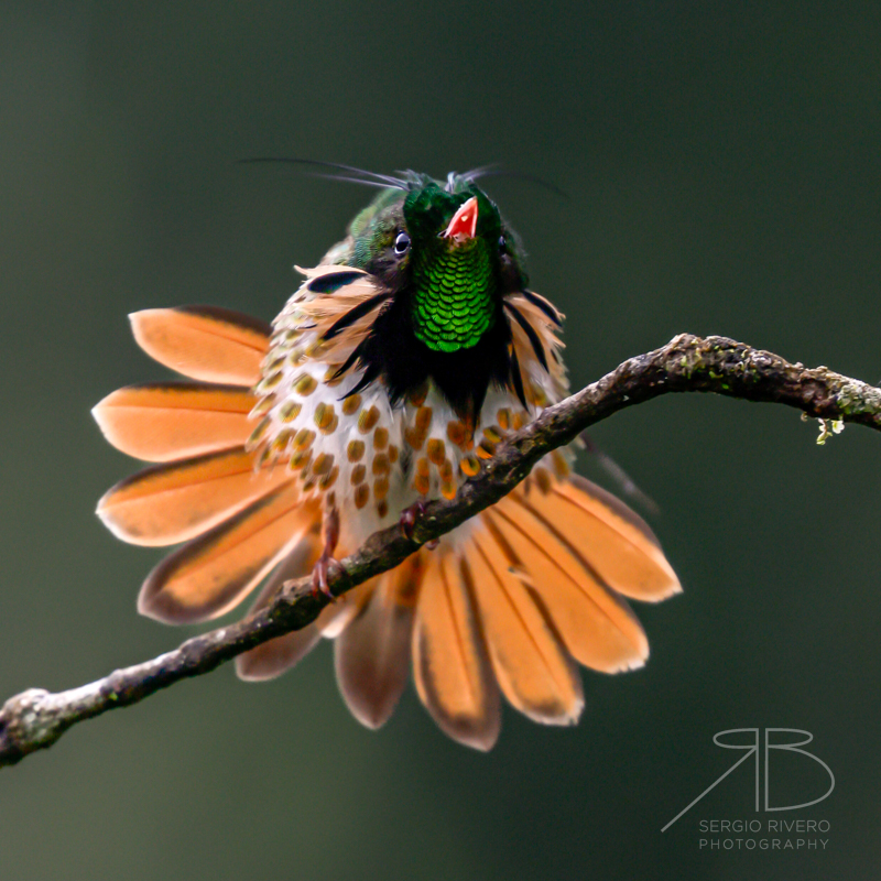 P 9. Black-crested Coquette