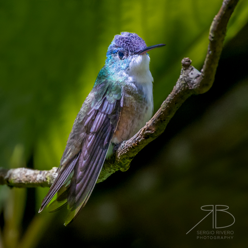 P-Azure-crowned Hummingbird