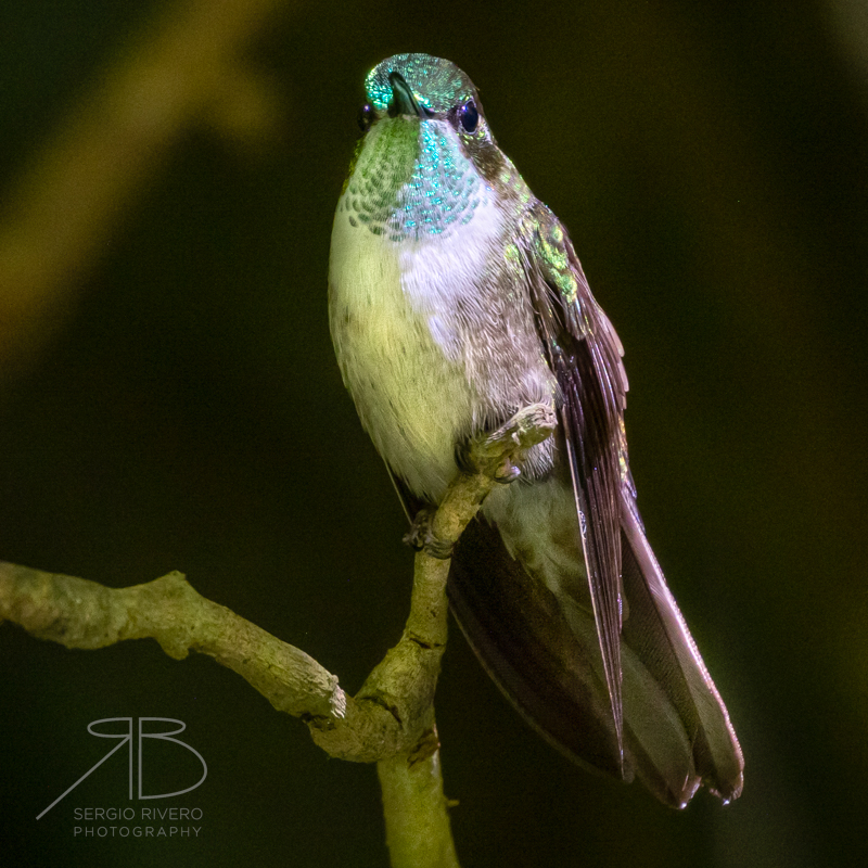 P-Green-throated Mountain-gem