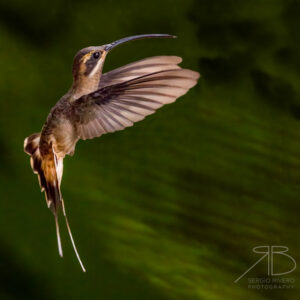 P Long-billed Hermit