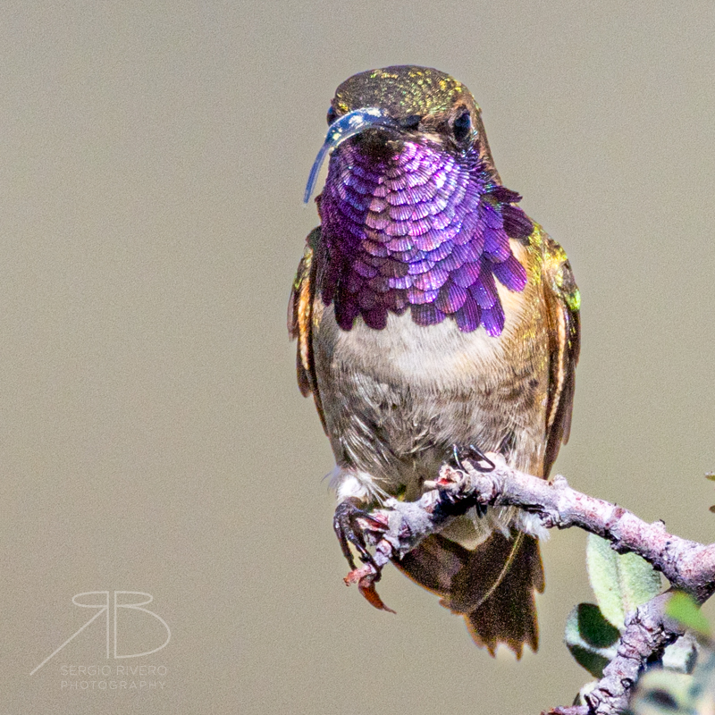 P Lucifer Hummingbird