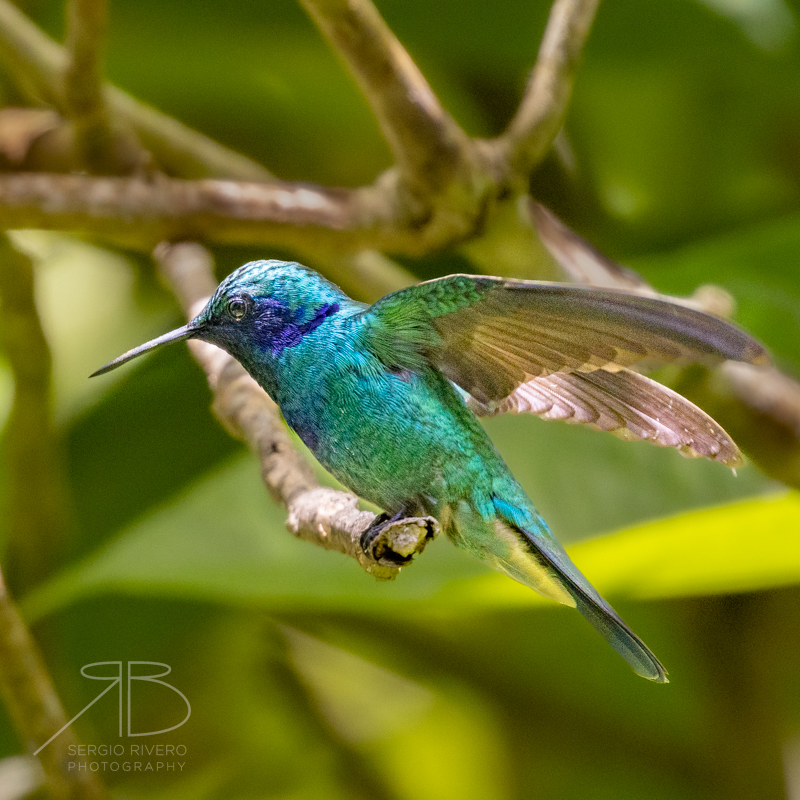 P-Mexican Violetear