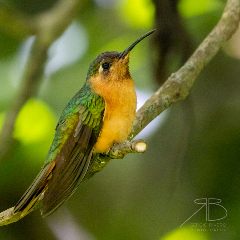 P-Rufous Sabrewing