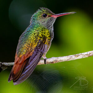 P-Rufous-tailed Hummingbird