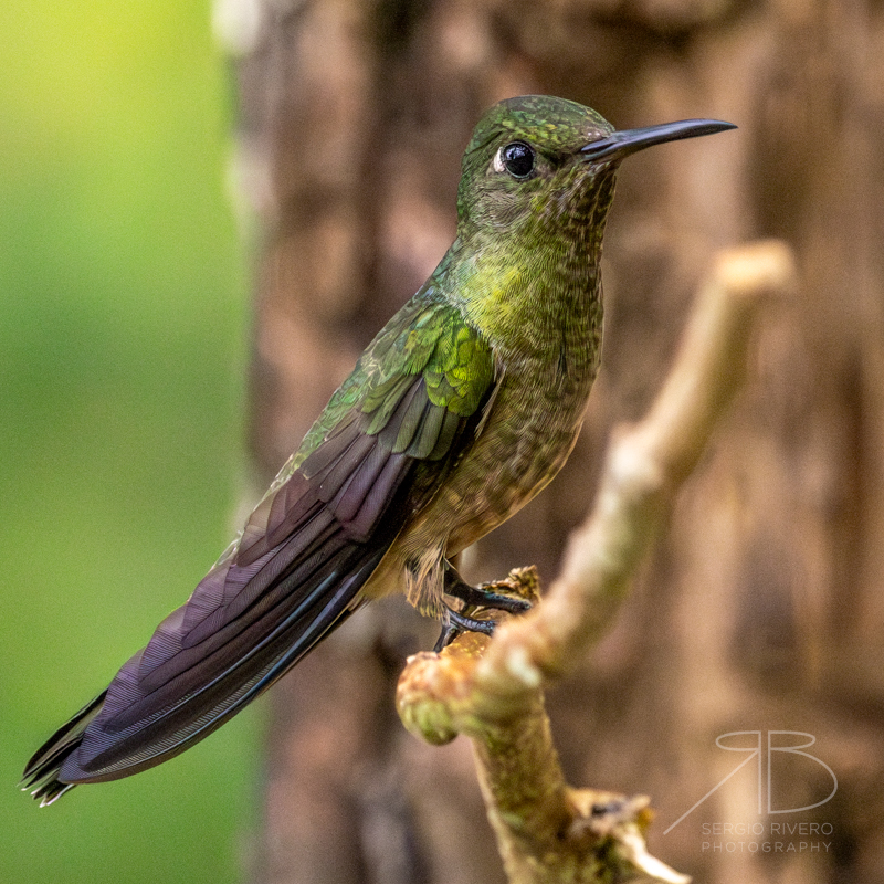 P-Scaly-breasted Hummingbird