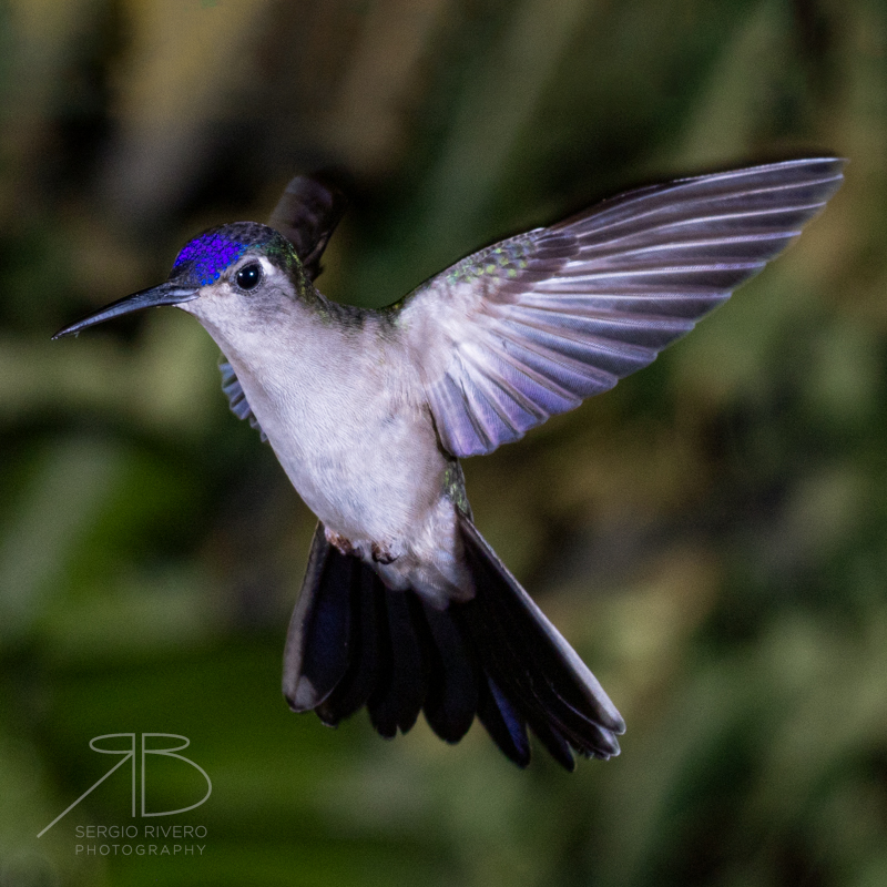 P-Wedge-tailed Sabrewing