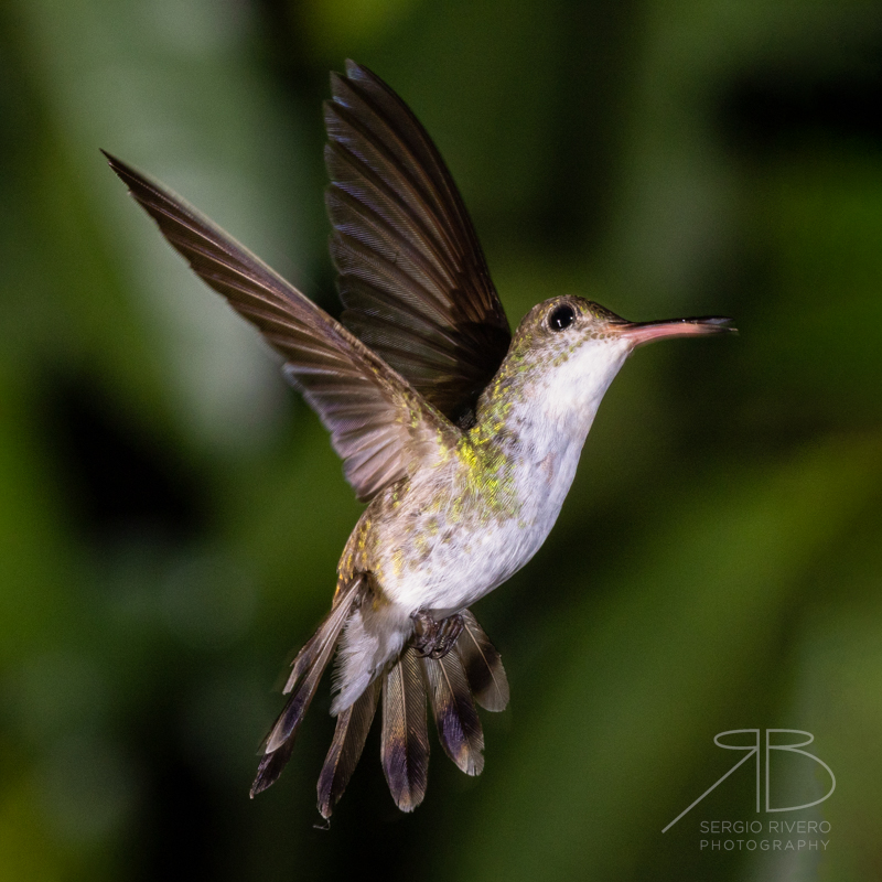 P-White-bellied Emerald