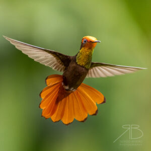 Portada-Vene-Ruby-topaz Hummingbird