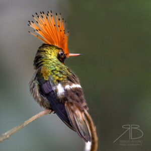 Rufous-crested Coquette-peru