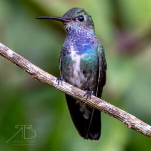 Sapphire-spangled Emerald-peru