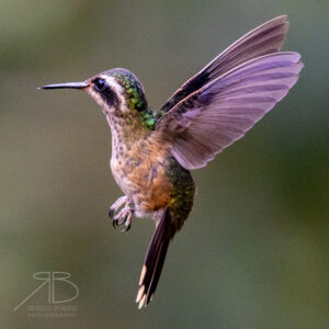 Speckled Hummingbird-peru